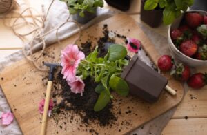 Pfirsichblättrige Glockenblume vermehren